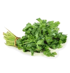 CILANTRO