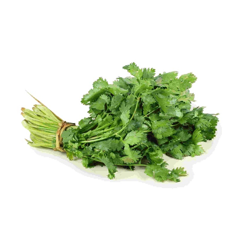 CILANTRO