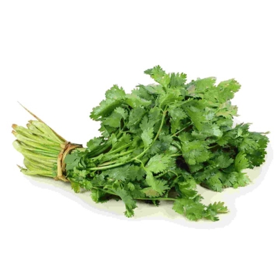 CILANTRO